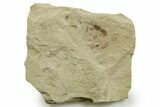 Eocene Fossil Cricket (Orthoptera) - Green River Formation #368745-1